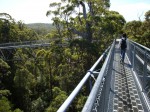 tree top walk