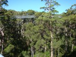 tree top walk2